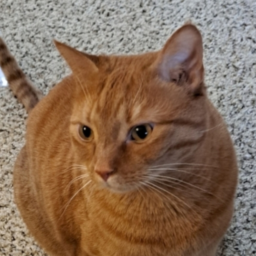 Please Read & Share Frankie's Story 🙏 Frankie God's Miracle Cat!!!